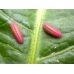 Great Water Dock Rumex hydropathalum Seeds. Foodplant of the Large Copper Butterfly